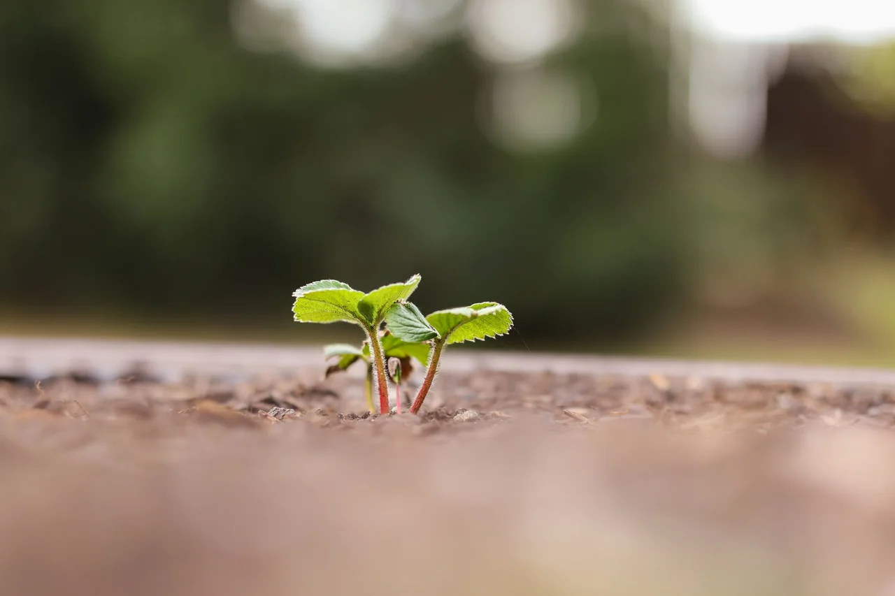sprout-social - Hootsuite vs Sprout Social