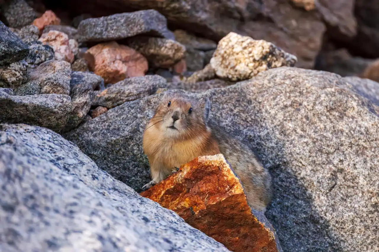 pika - Runway vs Pika