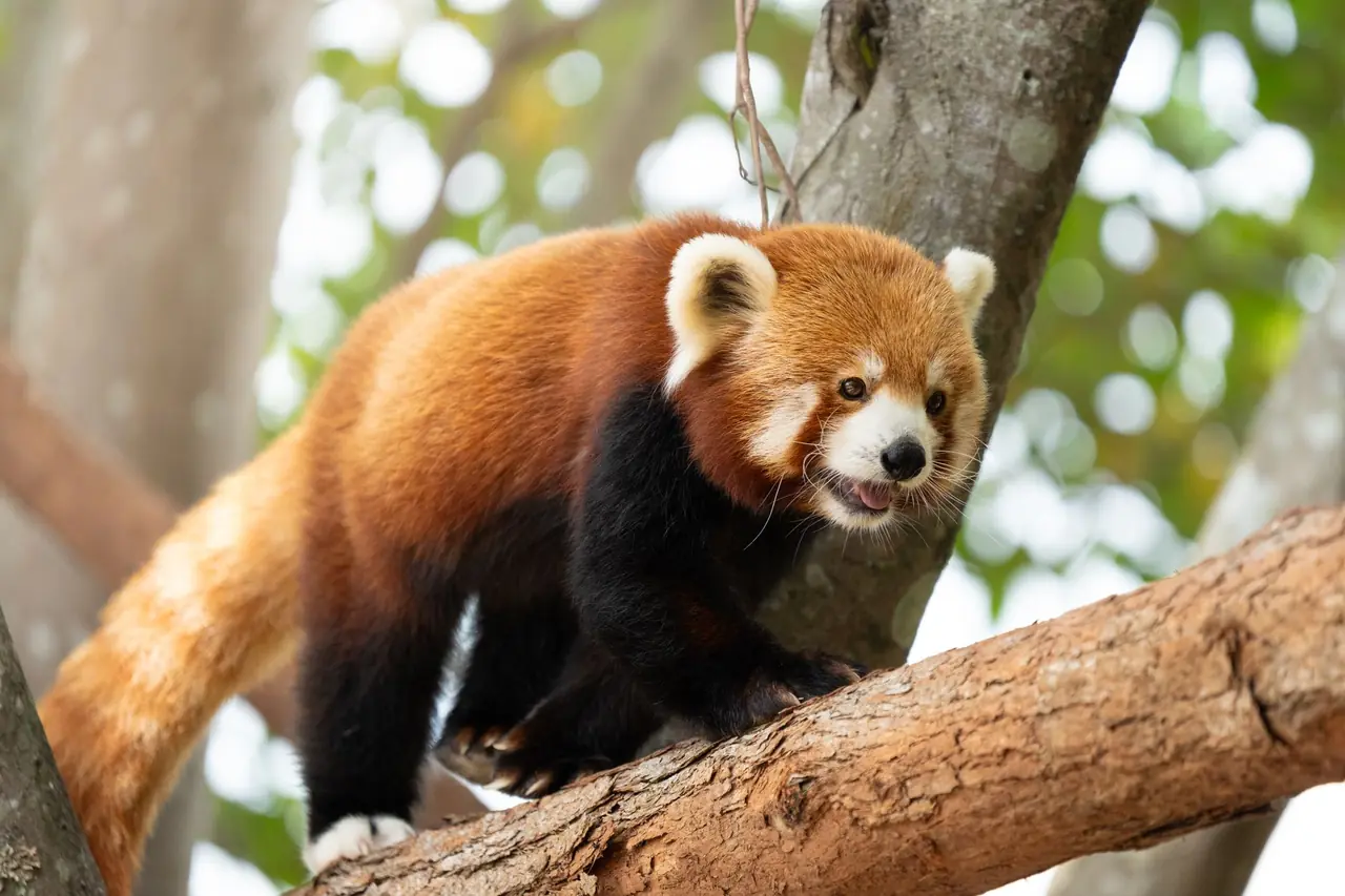work life panda - Work Life Panda
